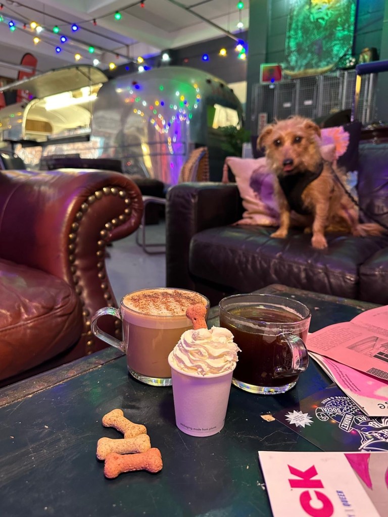 A beautifully presented oat milk cappuccino, a classic Americano, and a Pawpichino for dogs, all served at the Jungle Coffee Horsebox, showcasing the cafe's emphasis on quality beverages