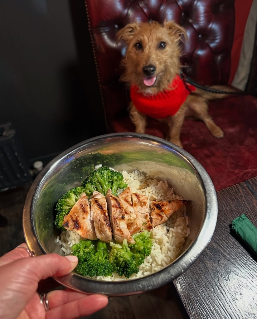 Dog-friendly chicken breast, rice, and broccoli meal at Sticky Wicket, beautifully plated for four-legged diners