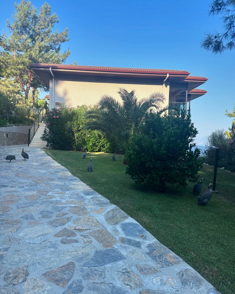 Wild turkeys grazing near TUI Blue Seno's walking paths, with the Mediterranean sea in the background.