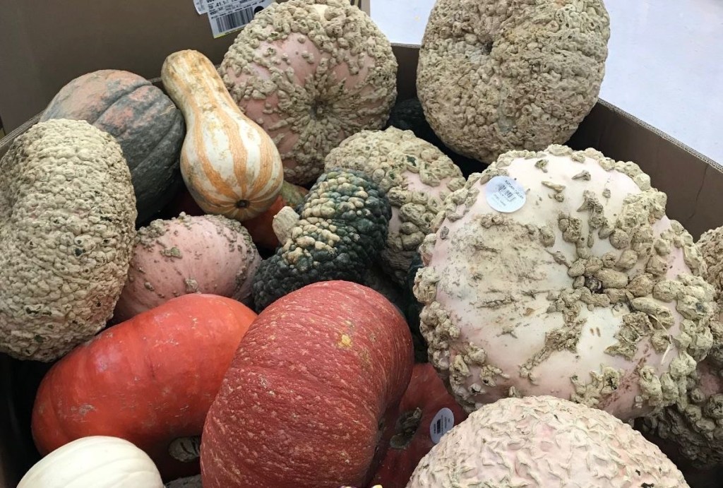 Pumpkins Perfect For Halloween