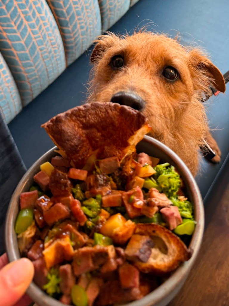 Dog enjoying a specially prepared dog dinner at The Queen's Head Cullercoats